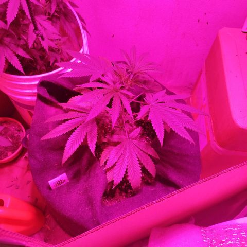Tropicana WFC  growlog timeline photo