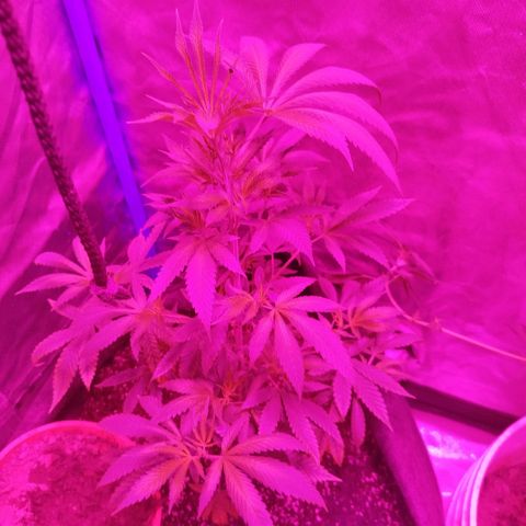 Tropicana WFC  growlog timeline photo