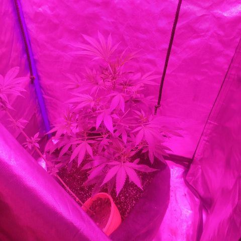 Tropicana WFC  growlog timeline photo