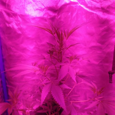 Tropicana WFC  growlog timeline photo