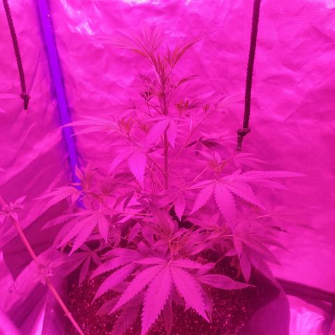 Tropicana WFC  growlog timeline photo