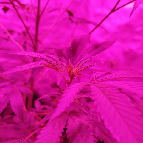 Tropicana WFC  growlog photo: Botón florql