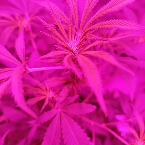 Tropicana WFC  growlog photo: Botón florql