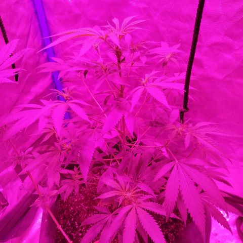 Tropicana WFC  growlog photo: Botón florql