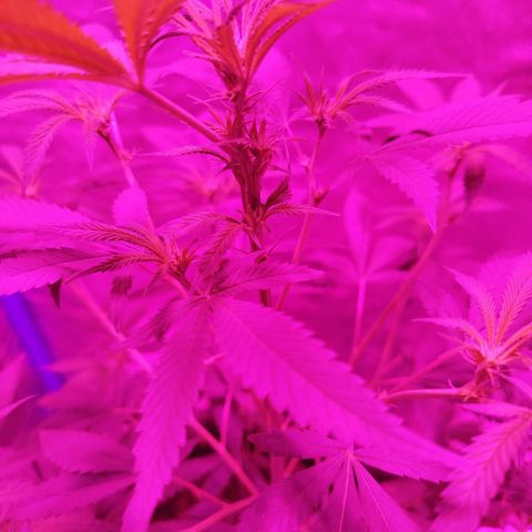 Tropicana WFC  growlog photo: Botón florql