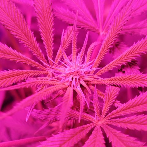 Tropicana WFC  growlog timeline photo