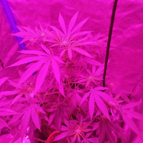 Tropicana WFC  growlog timeline photo