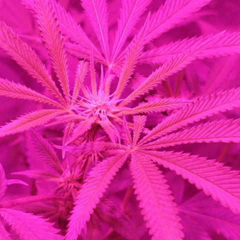 Tropicana WFC  growlog timeline photo
