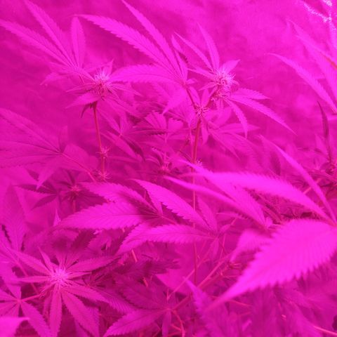 Tropicana WFC  growlog photo: 62 cm