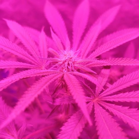 Tropicana WFC  growlog photo: 62 cm