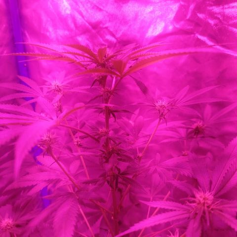Tropicana WFC  growlog timeline photo