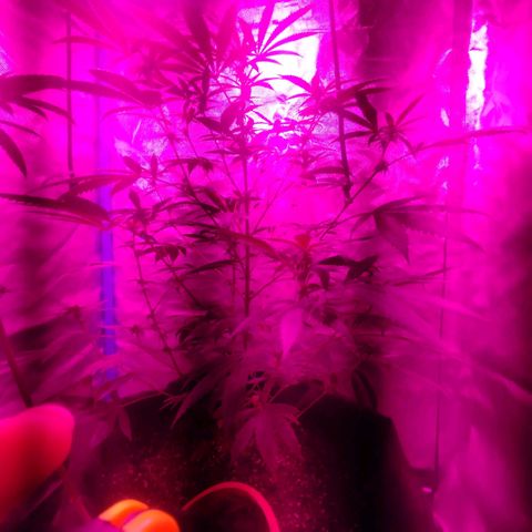 Tropicana WFC  growlog photo: 62 cm