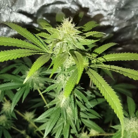 Tropicana WFC  growlog timeline photo