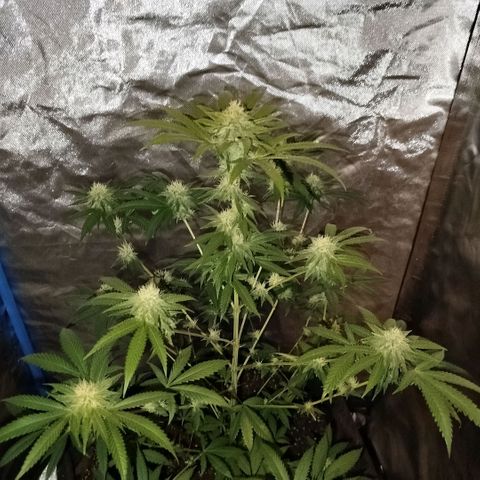 Tropicana WFC  growlog timeline photo