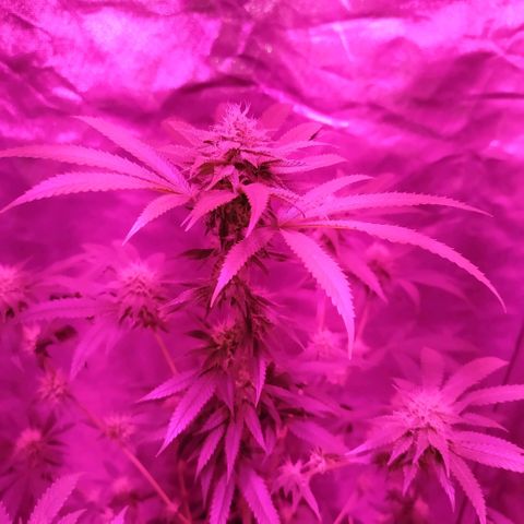 Tropicana WFC  growlog timeline photo