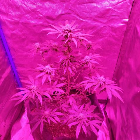 Tropicana WFC  growlog timeline photo