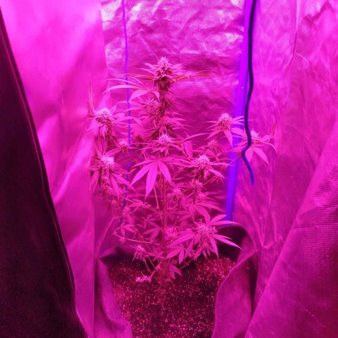 Tropicana WFC  growlog timeline photo