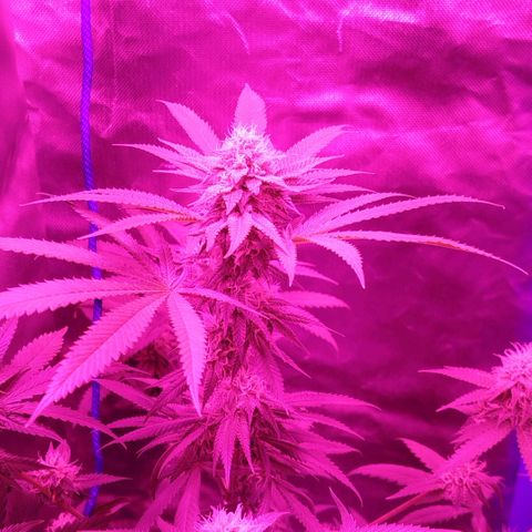 Tropicana WFC  growlog timeline photo