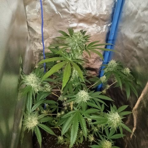 Tropicana WFC  growlog timeline photo