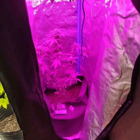 Tropicana WFC  growlog timeline photo