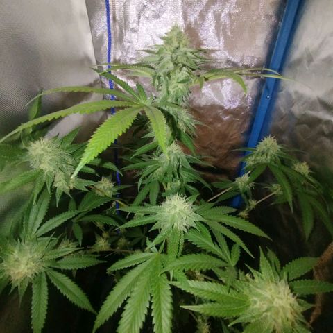 Tropicana WFC  growlog timeline photo