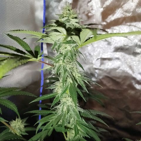 Tropicana WFC  growlog timeline photo