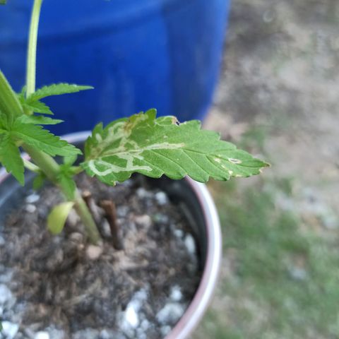 Critical +2 growlog photo