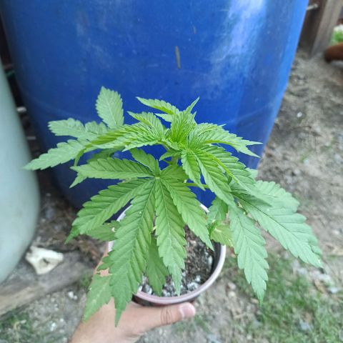 Critical +2 growlog photo