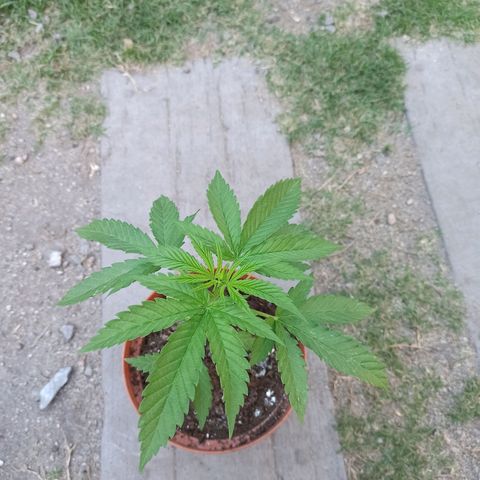 Critical +2 growlog photo
