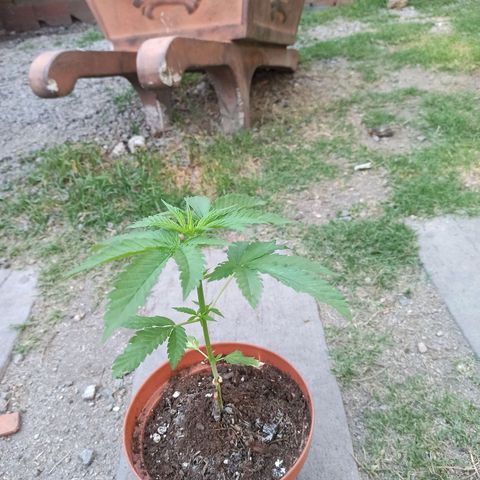 Critical +2 growlog photo
