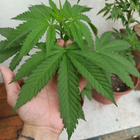 Critical +2 growlog photo