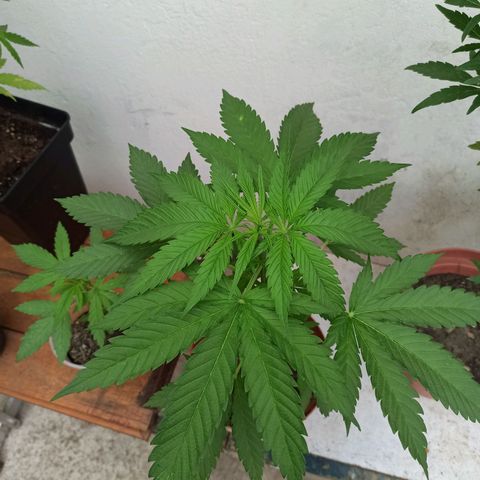 Critical +2 growlog timeline photo
