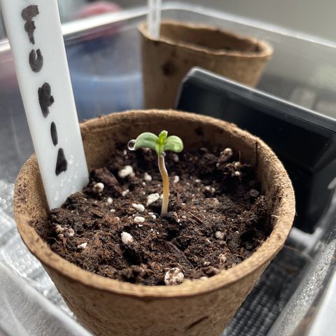 Auto Euforia #1 growlog photo: Keimling 