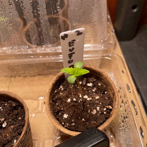 Auto Euforia #1 growlog timeline photo