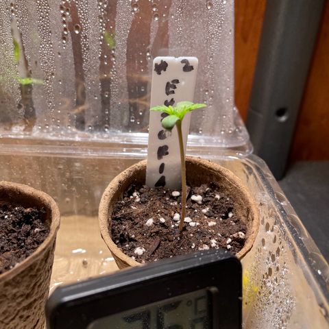 Auto Euforia #1 growlog timeline photo