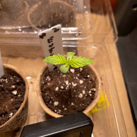 Auto Euforia #1 growlog timeline photo