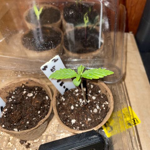 Auto Euforia #1 growlog timeline photo