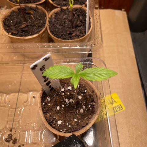 Auto Euforia #1 growlog timeline photo
