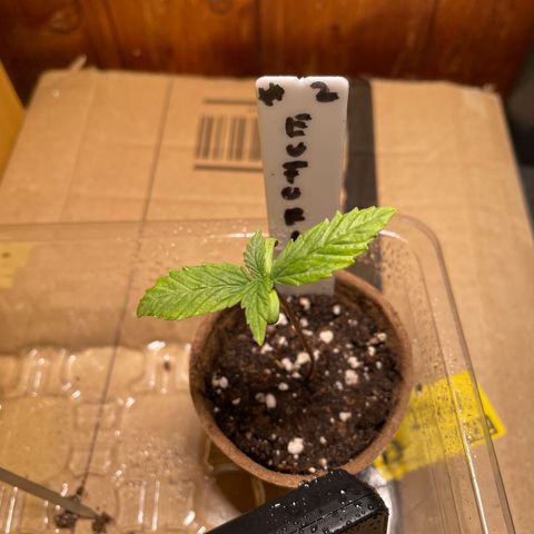 Auto Euforia #1 growlog timeline photo