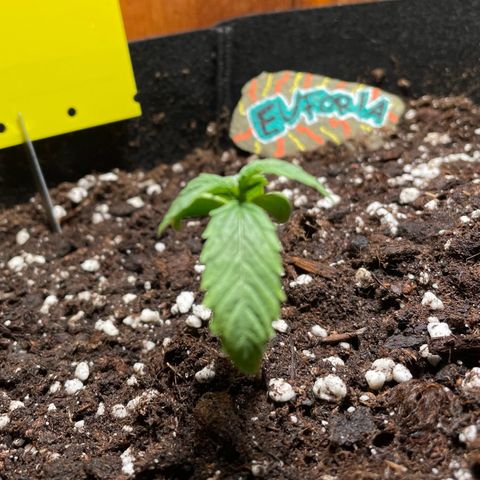 Auto Euforia #1 growlog timeline photo