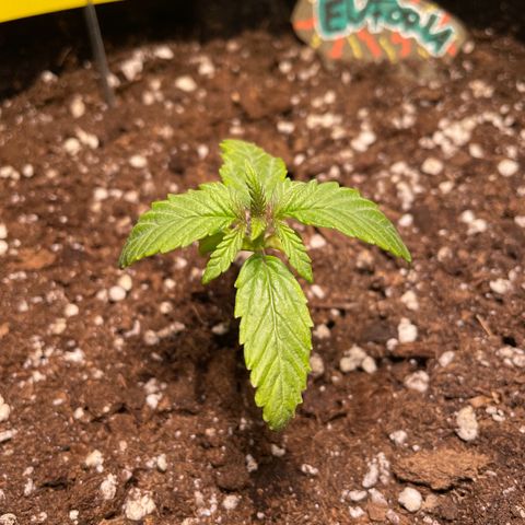 Auto Euforia #1 growlog timeline photo