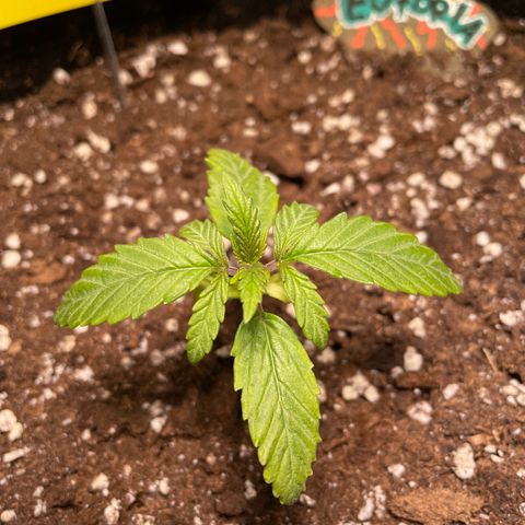 Auto Euforia #1 growlog timeline photo
