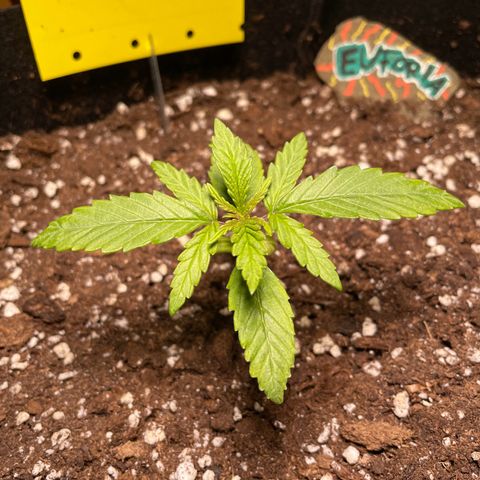 Auto Euforia #1 growlog timeline photo