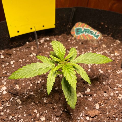 Auto Euforia #1 growlog timeline photo