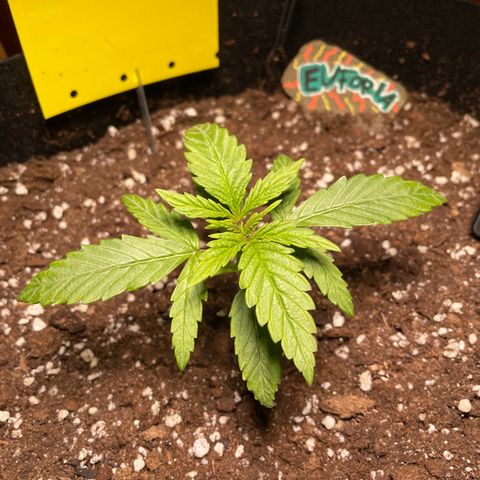 Auto Euforia #1 growlog timeline photo