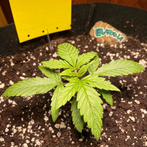 Auto Euforia #1 growlog timeline photo