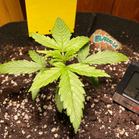 Auto Euforia #1 growlog timeline photo