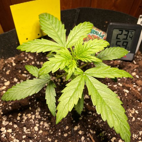 Auto Euforia #1 growlog timeline photo