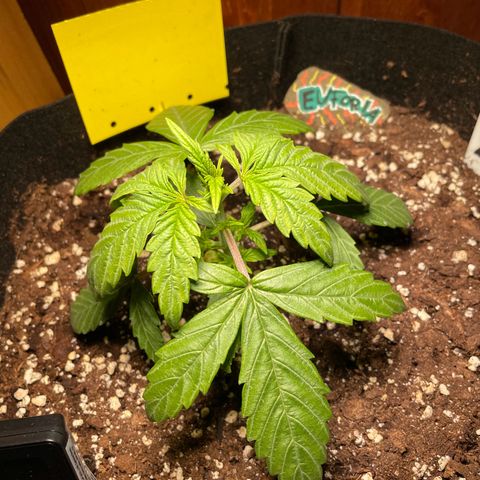 Auto Euforia #1 growlog timeline photo