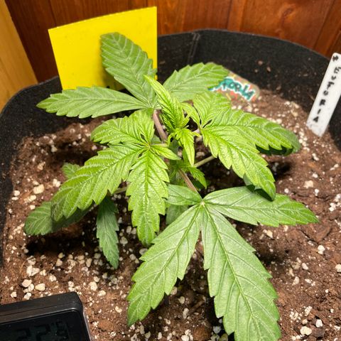 Auto Euforia #1 growlog timeline photo
